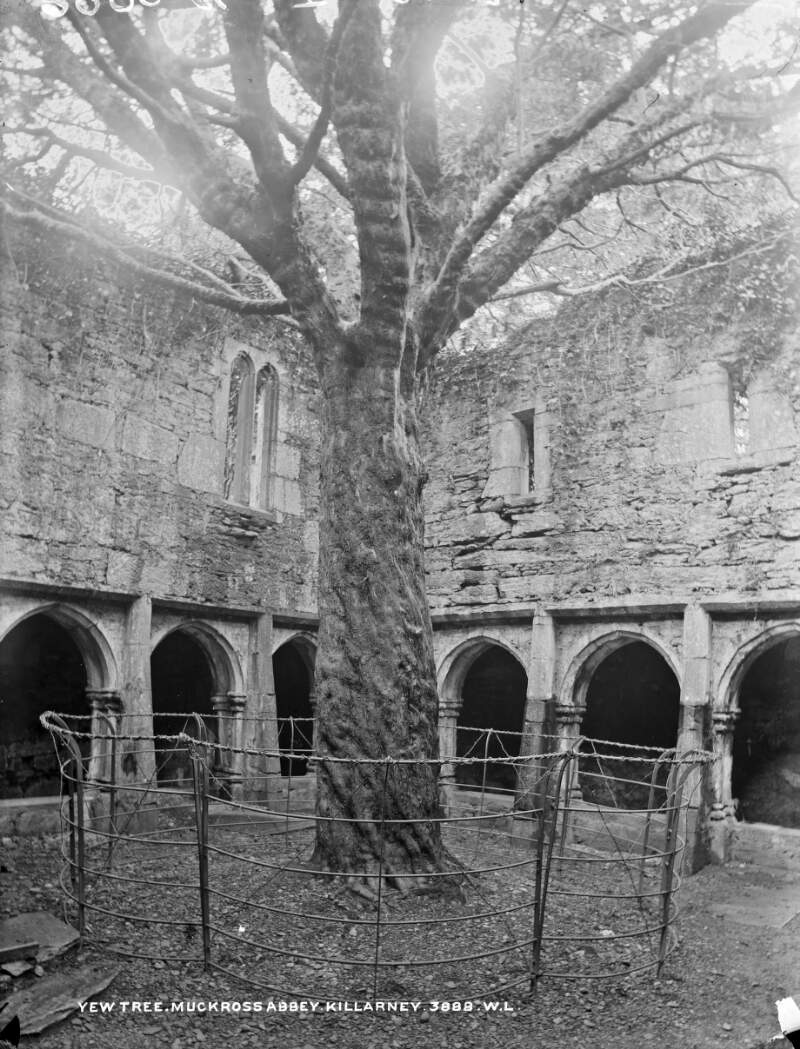 Yew Tree, Muckross Abbey, Killarney