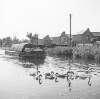 [Barge and swans on Grand Canal, Portobello/Ballsbridge, Dublin]