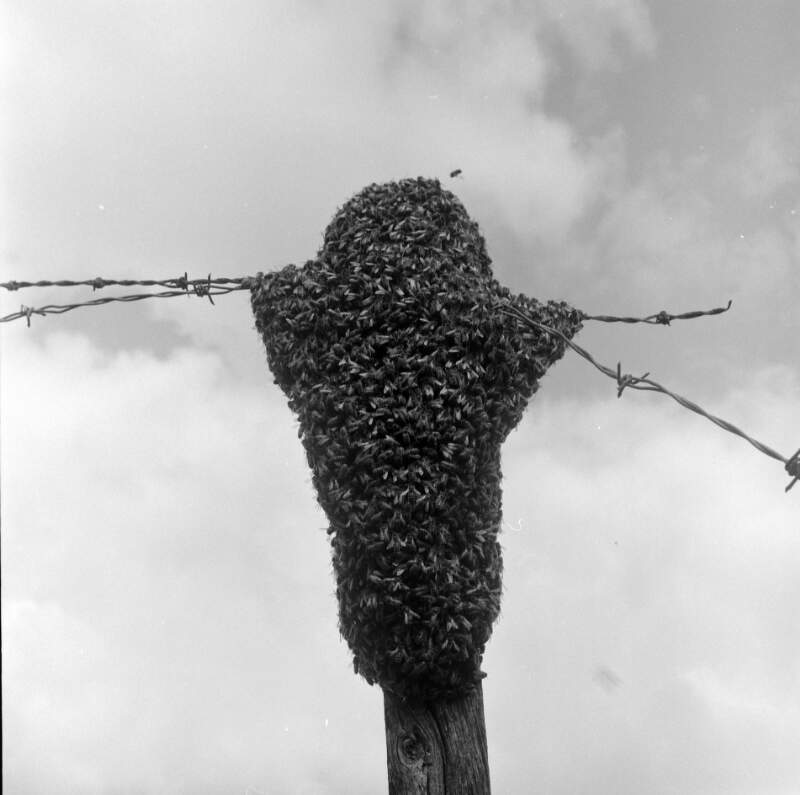 [Bee swarm, Clonmacnoise, Co. Offaly]