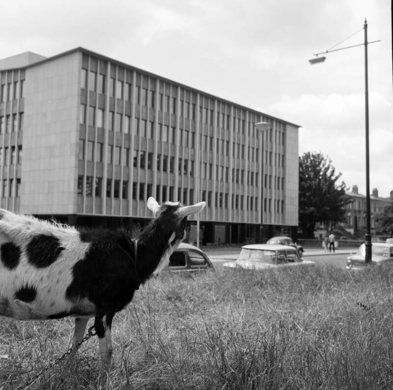 [Goat near office block at Grand Canal, Ballsbridge, Dublin]