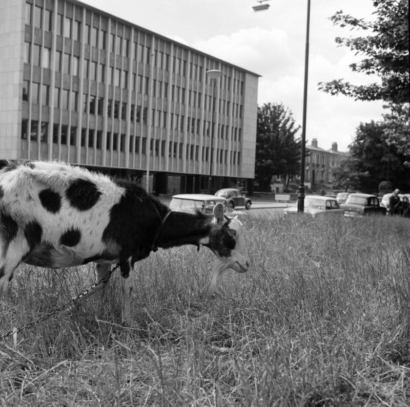 [Goat near office block at Grand Canal, Ballsbridge, Dublin]