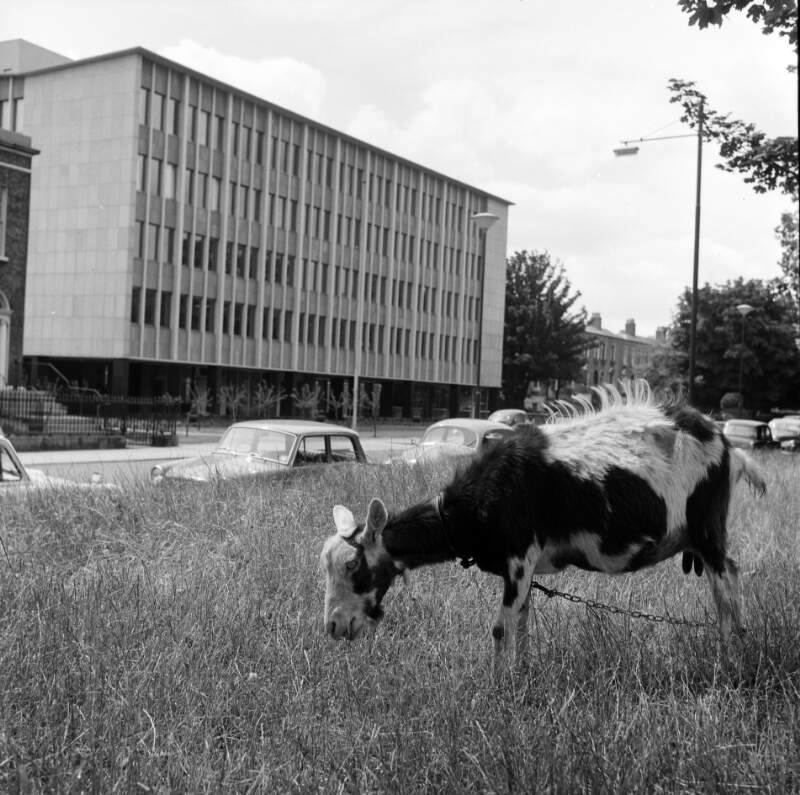 [Goat grazing near office block, Grand Canal, Ballsbridge, Dublin]
