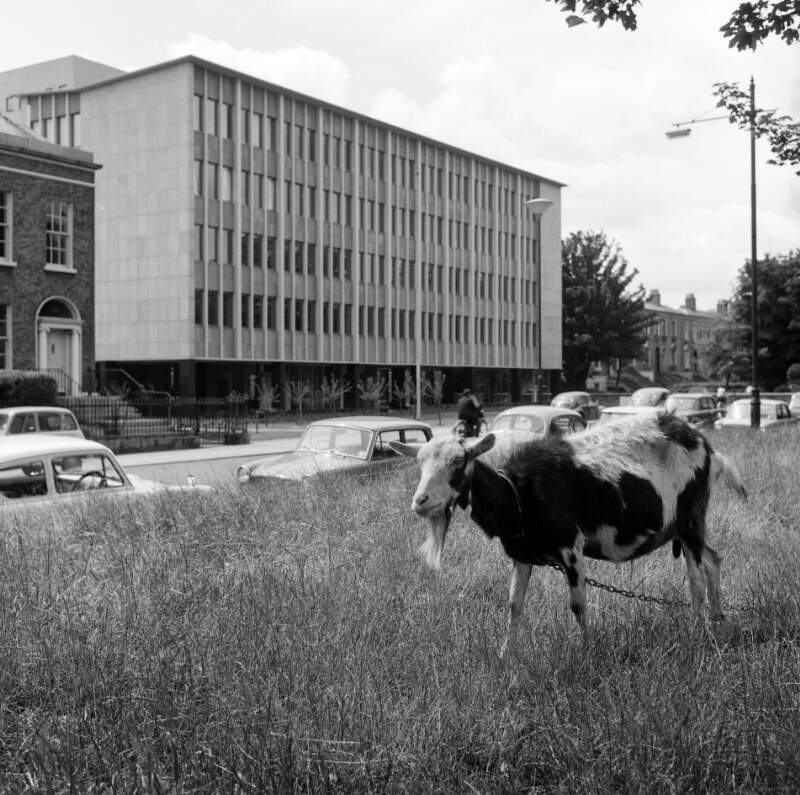 [Goat grazing near office building at Grand Canal, Ballsbridge, Dublin]