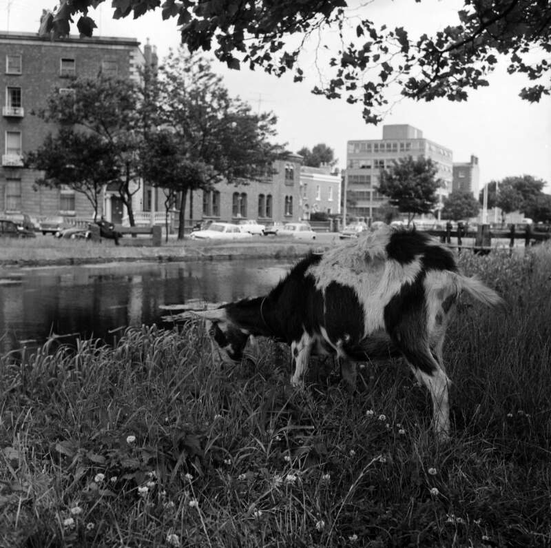 [Goat grazing on Grand Canal banks, Ballsbridge, Dublin]