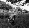 [Goat grazing on banks of Grand Canal, Ballsbridge, Dublin]