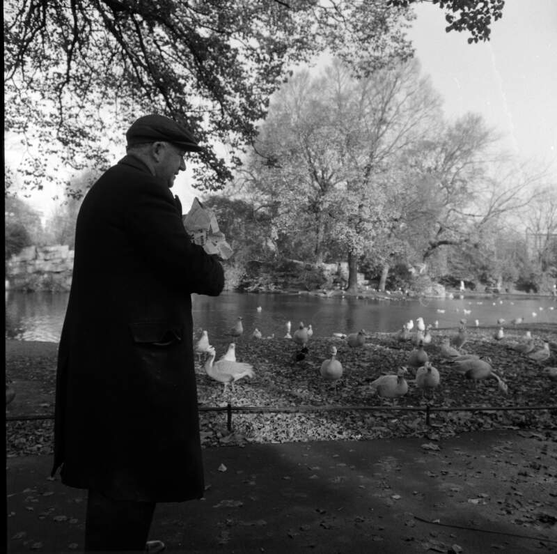 [Man feeding ducks in park, Dublin]
