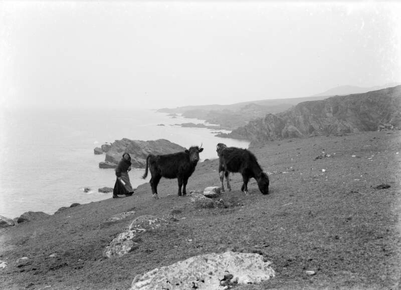 [Irish woman driving cattle, Achill Island, Co. Mayo]