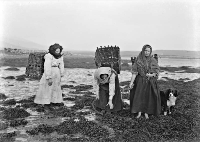 [Three women with baskets gathering seaweed on the Irish Coast, Ireland]