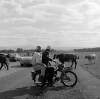 [Cattle crossing road, couple on motorbike in foreground, Phoenix Park, Dublin]
