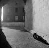 [Cat sitting in shade under archway, Marshalsea Barracks, Dublin]