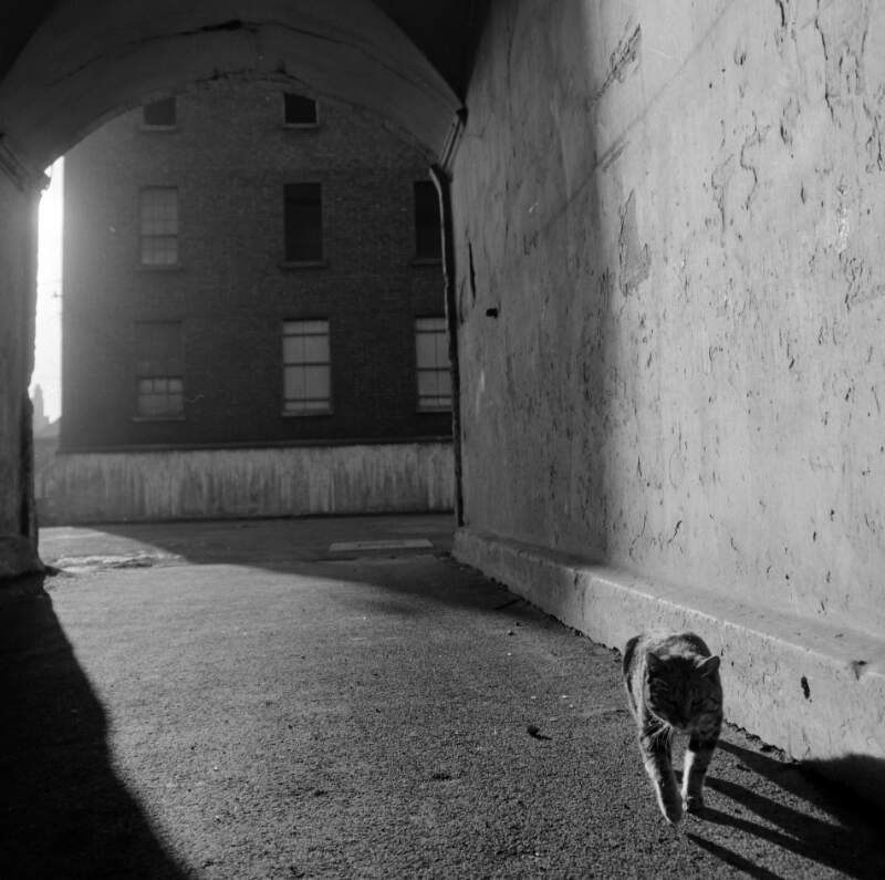 [Cat walking under archway, Marshalsea Barracks, Dublin]