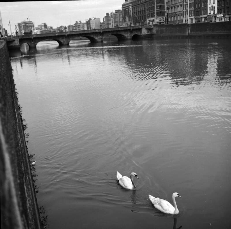 [Swans on River Liffey, Grattan Bridge in background, Dublin]