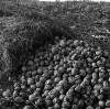 [Mound of potatoes in field, Inniskeen, Co. Monaghan]