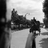 [Horse drawn carriage driving along tree-lined road, Bloomsday, Co. Dublin]