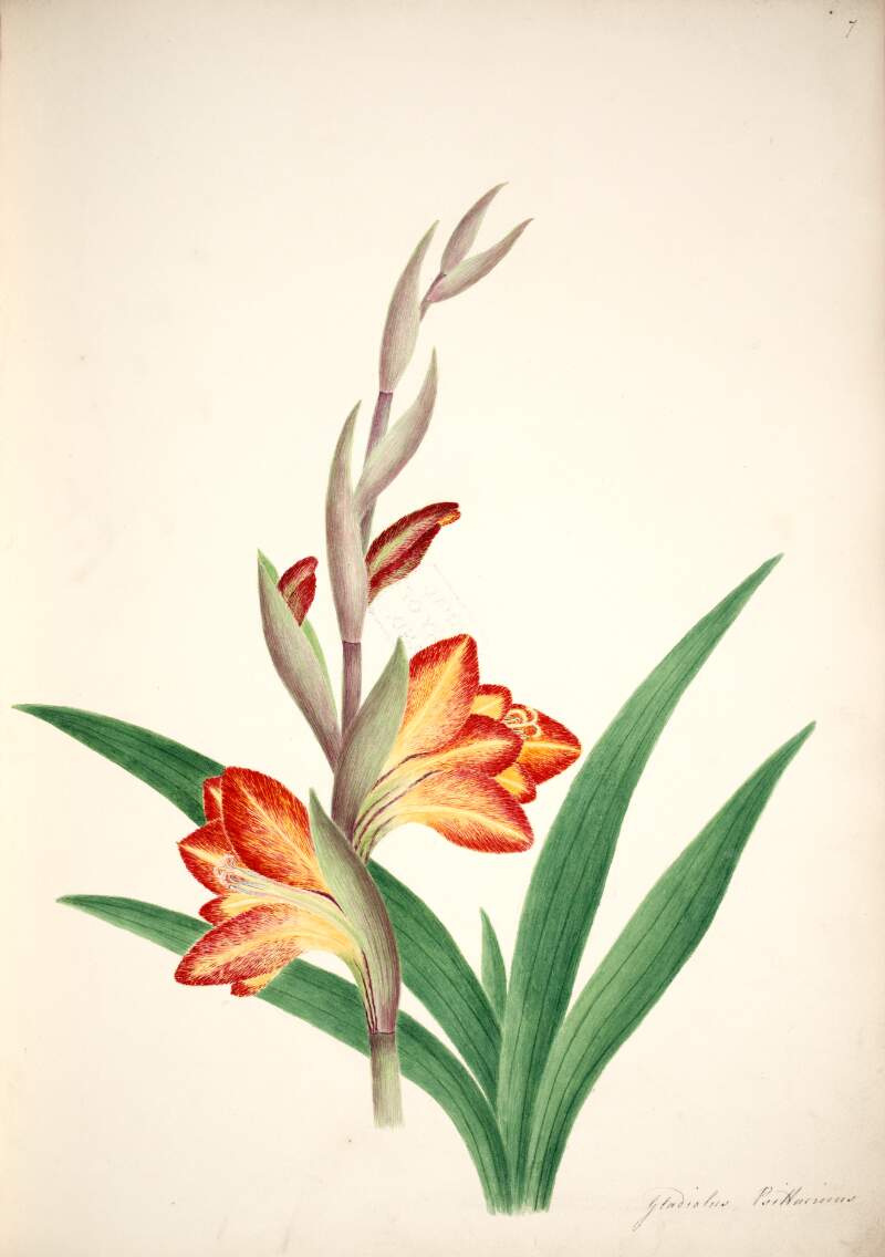 Gladiolus Psittacinus