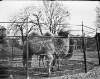 [Two Bactrian Camels in zoo enclosure]