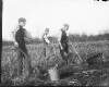 [Three men digging potatoes in field]