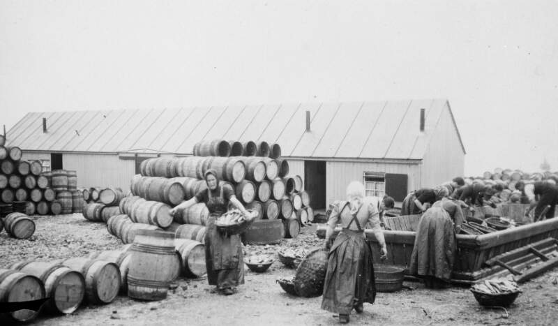 [Curing fish, Downings pier, Co.Donegal]