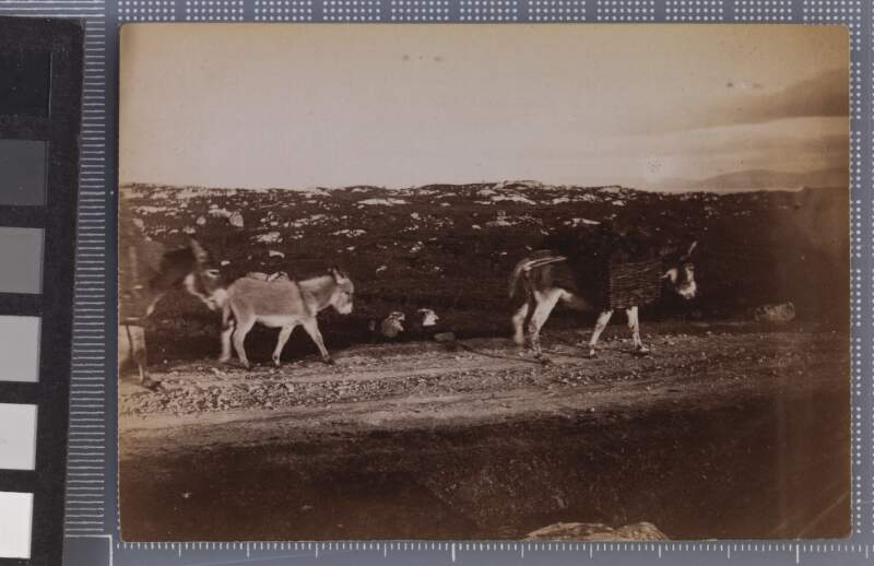 [Donkeys carrying baskets of turf]