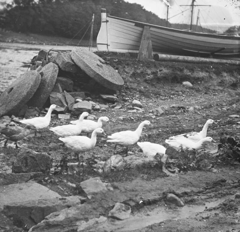 [Geese, pictured in an unidentified location with a moored boat in the foreground]