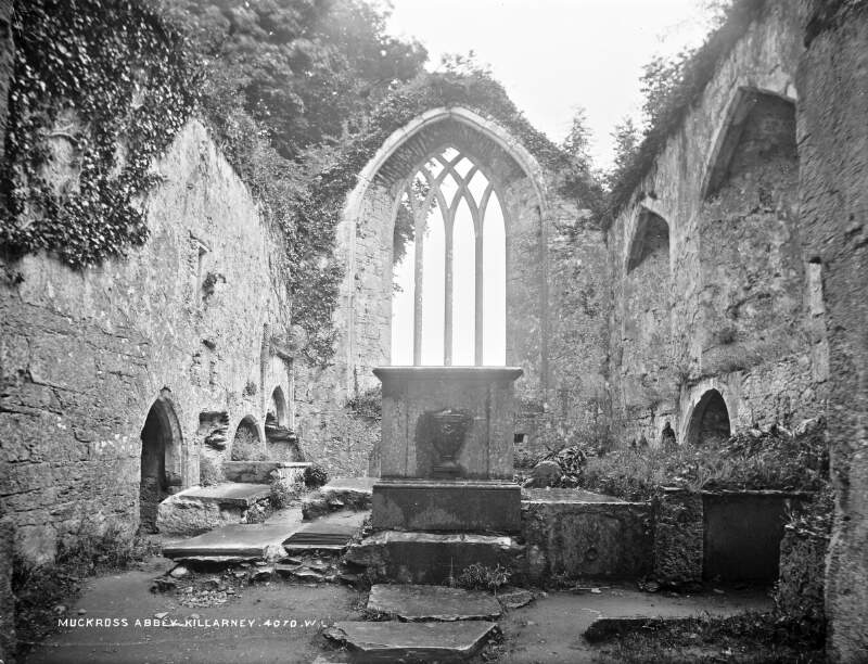 Muckross Abbey, Yew Tree, Killarney, Co. Kerry