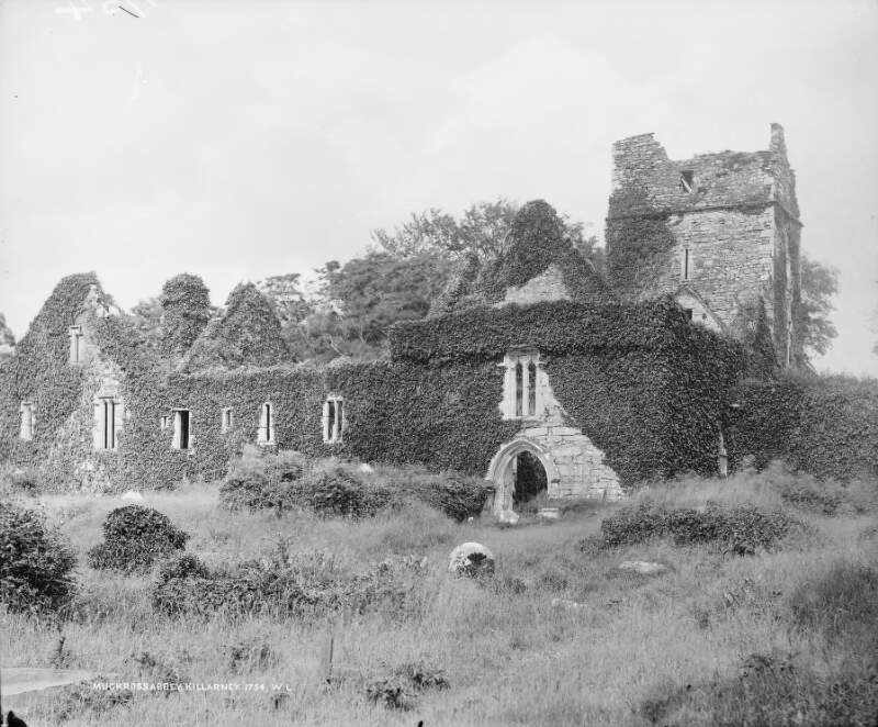 Muckross Abbey, Yew Tree, Killarney, Co. Kerry