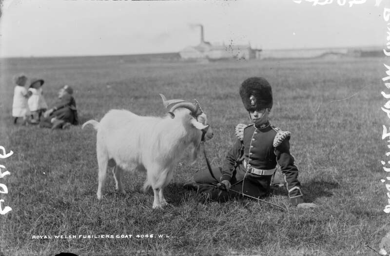 Royal Welsh Fusiliers Goat, Fermoy, Co. Cork