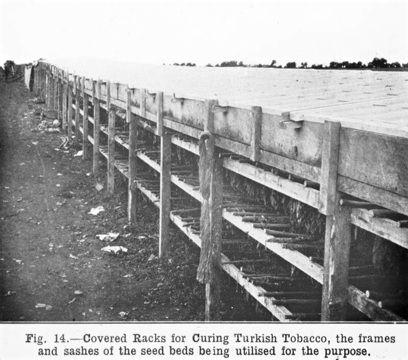 Fig. 14: Racks and frames of seed beds; curing Turkish tobacco.