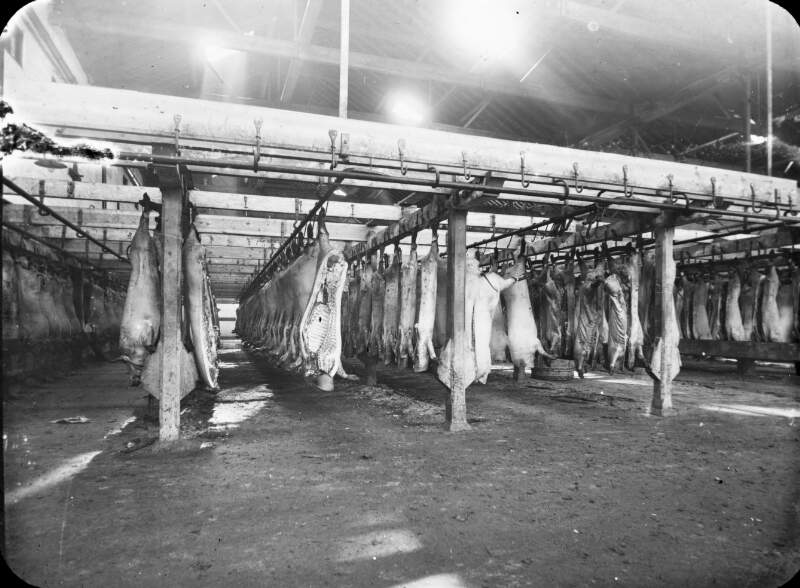 Shaw & Sons: pig carcasses hanging in shed - rows of same.