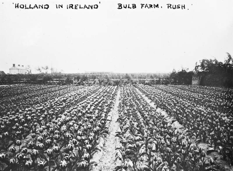 No 81: Bulb farm, Rush: 'Holland in Ireland'.
