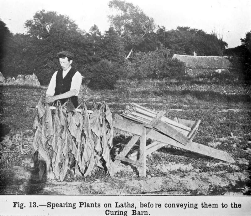 Fig 13: Tobacco. Curing Barn; man spearing plant on laths.