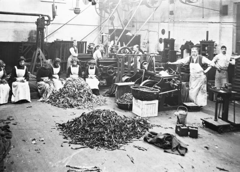 Goodbody's Tobacco Factory: Men, women, mounds of tobacco; men at presses; women on floor, tobacco on laps.