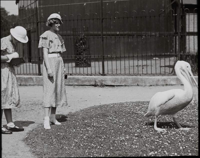 Two women with pelican, camera at ready.
