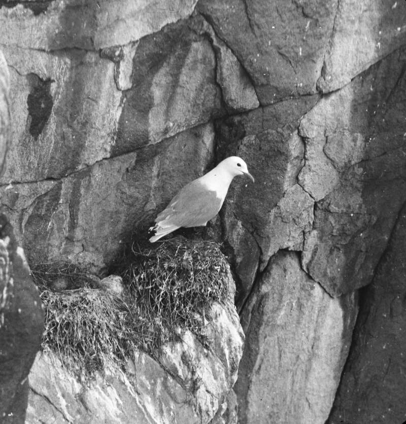 Kittiwake Gull in cliff. Saltee Island.