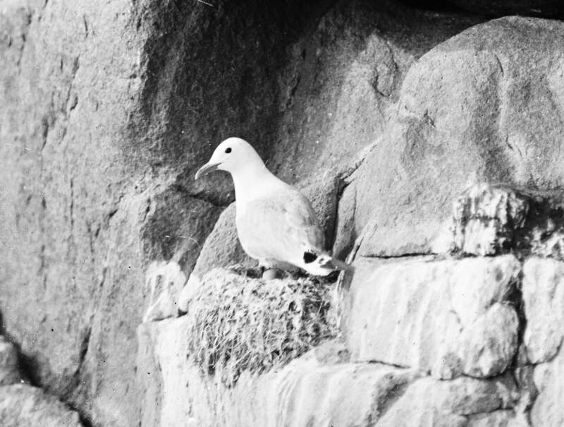 Kittiwake Gull on rocks.