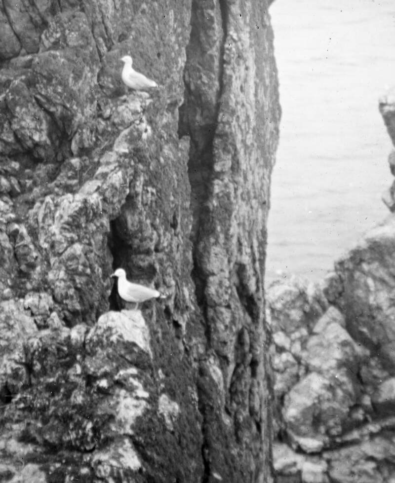 2 Kittiwake Gulls, on cliff face.