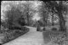 [Augusta with another woman on pathway, one seated, also two dogs. Daffodils growing on either side of pathway. Trees and shrubs also visible, clothes similar in style to 1890's or 1900 's.]