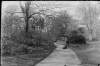 [Lord Clonbrock with walking stick, two dogs on pathway surrounded by daffodils and trees Similar to Clon 265..]