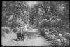[Woman in fern-covered lane, much foliage and growth, she wears skirt with ruffled bustle.]