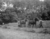 [Clonbrock, Cornfield. Men harvesting corn with horses harnessed. One man leads horse, one seated behind horse. Trees in background.]