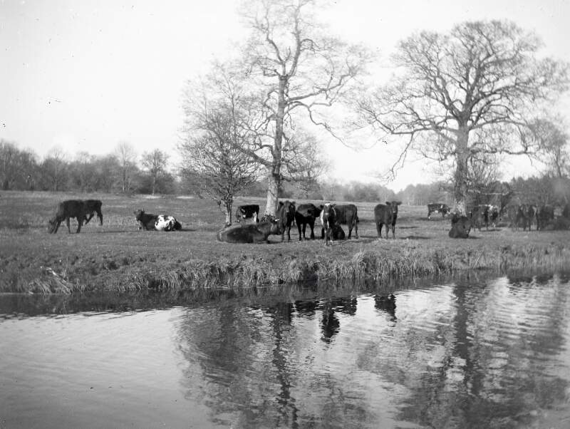 [Cows by river, large. Cows grazing in riverside field, Clonbrock.. Craggy trees in background, close-up view.]