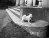 [Bob's on terrace. Small pekinese pup on terrace / portico of Clonbrock house. Pillars in background.]