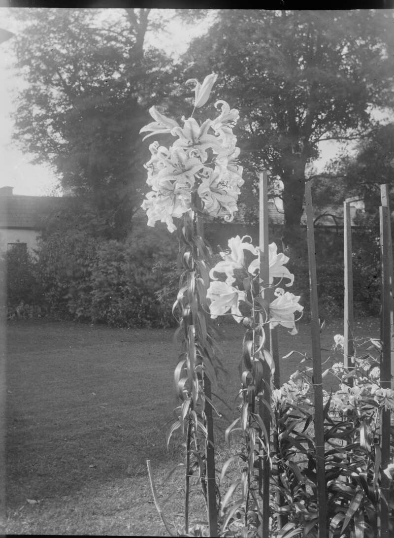 [Lilies. Tall lilies growing in walled garden. Two ivy covered trees in the background.]