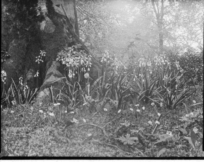 [Bluebells 1902. Clumps of bluebells growing at base of tree daisy like plants in foreground, much foliage in background.]