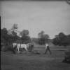 [Blacklawn Zero Aug 1904. White horse pulling lawn mower, two men working lawn at Clonbrock House.]
