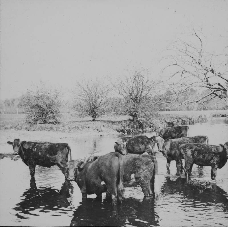 [Cows at ford 1902. Herd of cows crossing river craggy trees on opposite bank.]