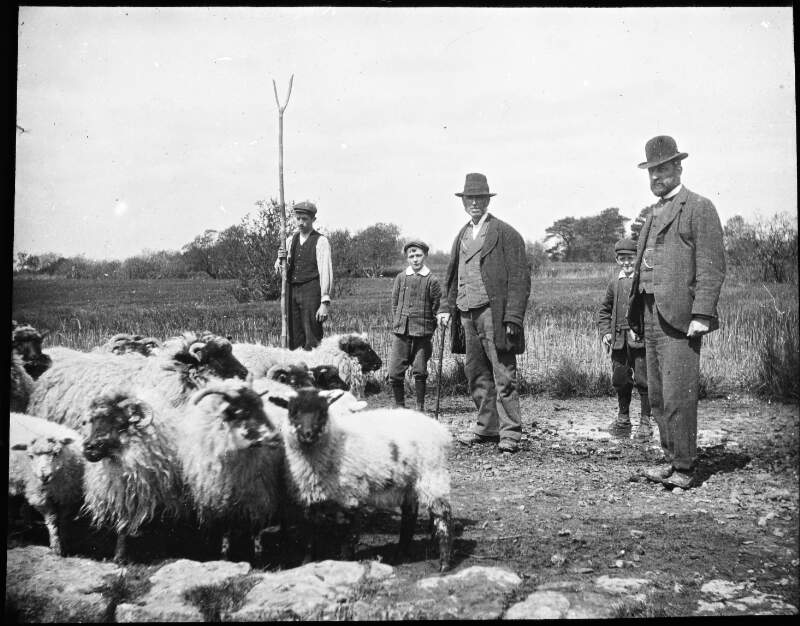 [Sheep washing, No.2 1900. Three men, two young boys and a flock of sheep in foreground. Marshy field in background.]