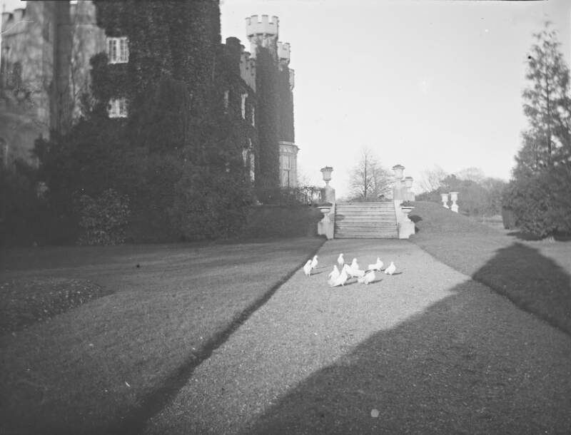 [Luttrellstown, Pigeons March 2nd-4th 1901. Flock of pigeons on gravel pathway, terrace of Luttrellstown Castle, Clonsilla, Dublin.]