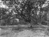 [Old Oakes, Mote. Old oak tree with many tangled branches, surrounded by a lot of foliage, similar image to Clonbrock 1155.]