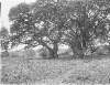 [Old oaks, Mote. Two very gnarled old oak trees. Gorse type foliage in foreground, similar images Clonbrock 1155 and 1154.]